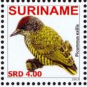 Golden-spangled Piculet (Picumnus exilis)
